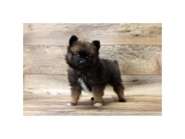 Pomeranian DOG Male Red Sable 13895 Petland Fairfield, Ohio