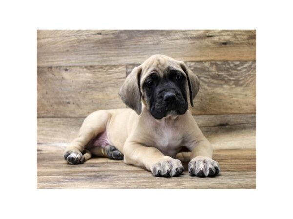 Mastiff DOG Male Fawn 13898 Petland Fairfield, Ohio