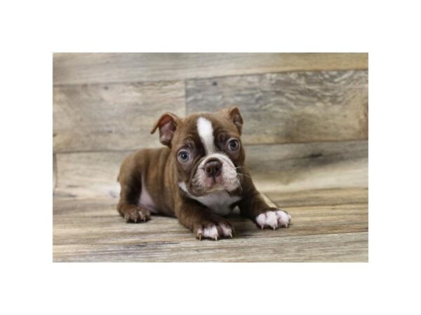 Boston Terrier DOG Male Seal Brindle / White 13899 Petland Fairfield, Ohio