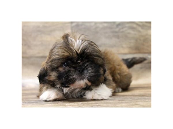 Shih Tzu DOG Male Red 13897 Petland Fairfield, Ohio