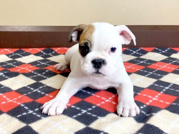 English Bulldog-DOG-Male-BROWN WH-13944-Petland Fairfield, Ohio