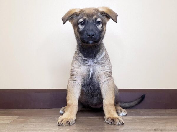 German Shepherd DOG Female Sable 13893 Petland Fairfield, Ohio