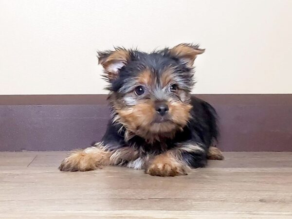 Yorkshire Terrier DOG Female BLK TAN 13894 Petland Fairfield, Ohio