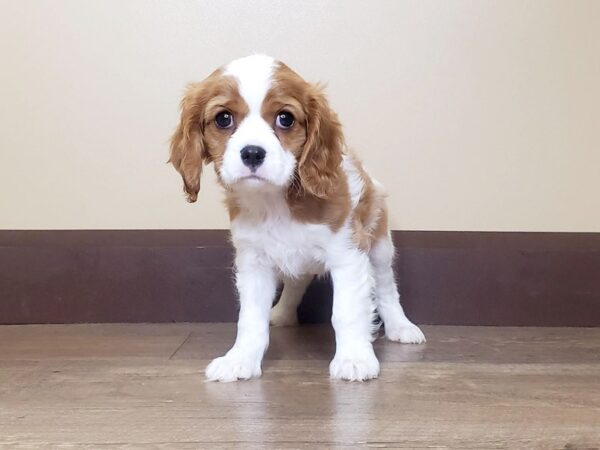 Cavalier King Charles Spaniel DOG Female Blenheim 13906 Petland Fairfield, Ohio