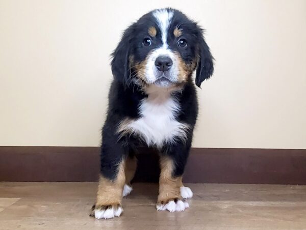 Bernese Mountain Dog DOG Male BLACK/TAN/WHITE 13903 Petland Fairfield, Ohio