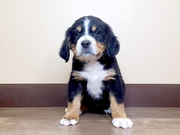 Bernese Mountain Dog DOG Female BLACK/TAN/WHITE 13902 Petland Fairfield, Ohio