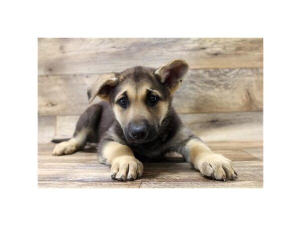 German Shepherd Dog DOG Male Black / Tan 13910 Petland Fairfield, Ohio