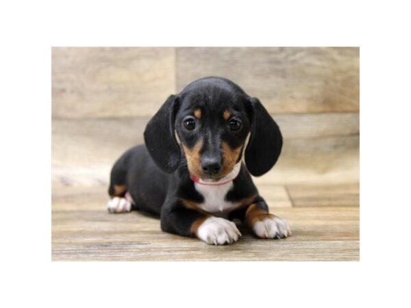 Dachshund-DOG-Female-Black / Tan-13913-Petland Fairfield, Ohio