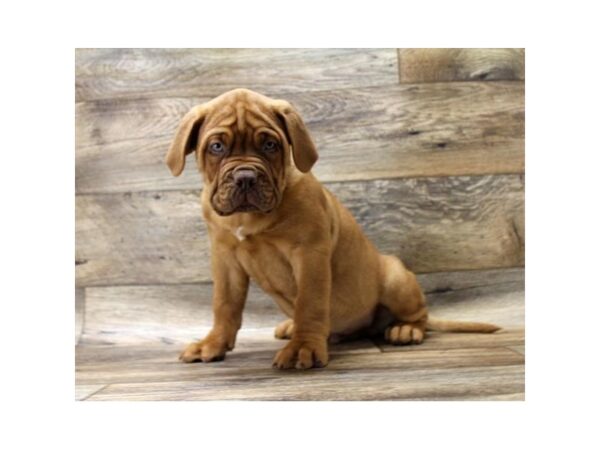 Dogue de Bordeaux DOG Male Red 13915 Petland Fairfield, Ohio