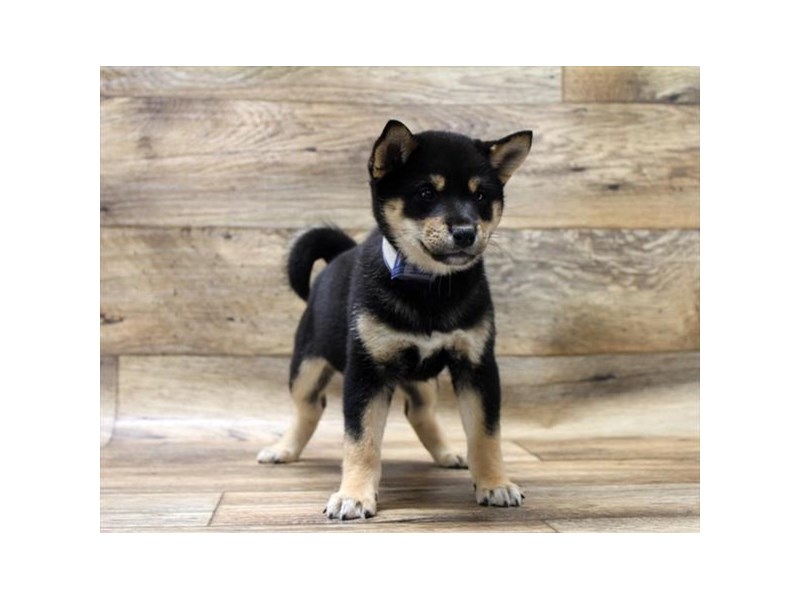 Shiba Inu Puppy Black / Tan ID:13912 Located at Petland Fairfield