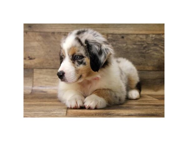 Australian Shepherd DOG Male Blue Merle 13914 Petland Fairfield, Ohio