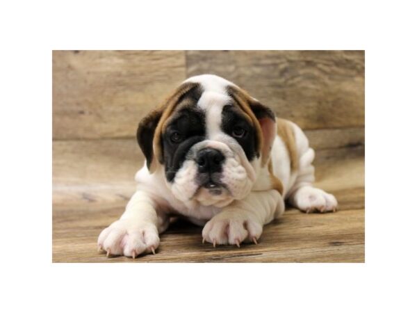 Bulldog DOG Female Red & White 13916 Petland Fairfield, Ohio