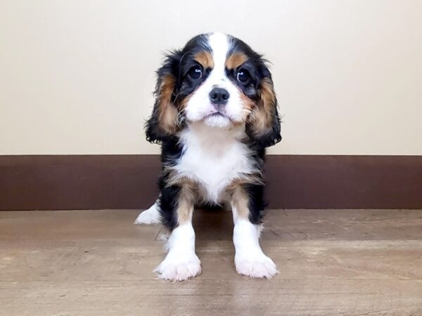 Cavalier King Charles Spaniel DOG Male TRI 13927 Petland Fairfield, Ohio