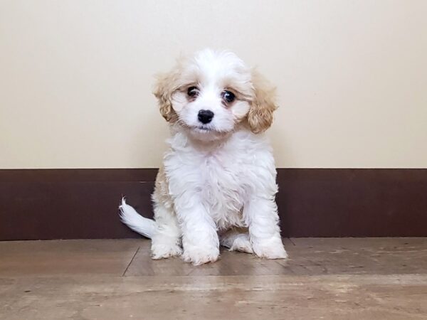 Cava Chon DOG Male Blenheim 13925 Petland Fairfield, Ohio