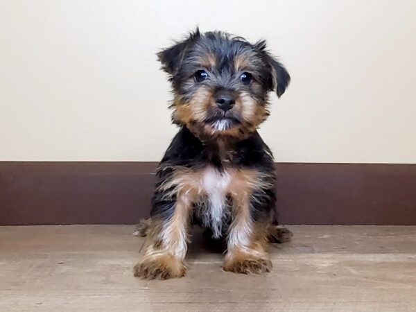 Yorkshire Terrier DOG Male Black Tan 13924 Petland Fairfield, Ohio