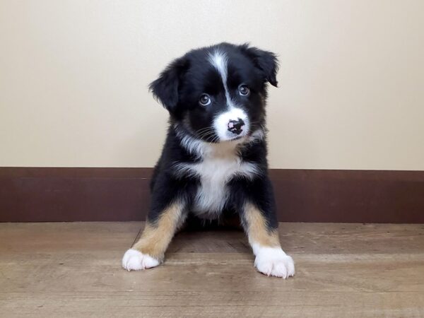 Mini American Shepherd-DOG-Female-TRI-13923-Petland Fairfield, Ohio