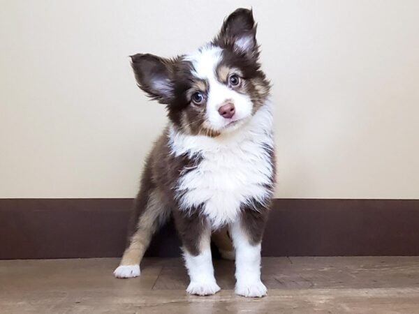 Miniature Australian Shepherd DOG Female Red 13922 Petland Fairfield, Ohio