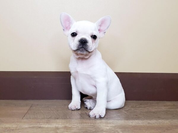 French Bulldog DOG Male Cream 13921 Petland Fairfield, Ohio