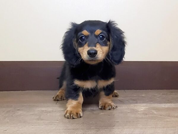 Dachshund DOG Male Black / Tan 13920 Petland Fairfield, Ohio