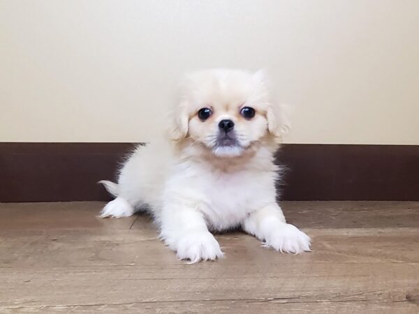 Pekingese DOG Male Cream 13919 Petland Fairfield, Ohio