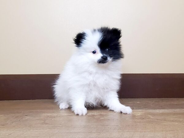 Pomeranian DOG Female Black / White 13918 Petland Fairfield, Ohio