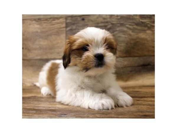 Lhasa Apso DOG Female Golden 13933 Petland Fairfield, Ohio