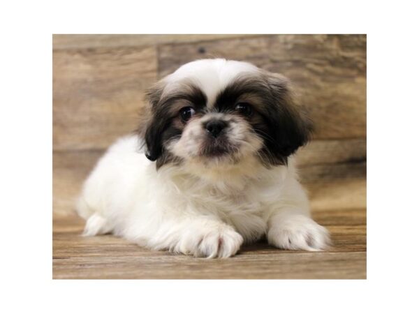 Pekingese DOG Female Fawn Sable 13932 Petland Fairfield, Ohio