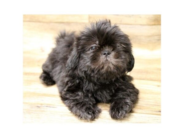 Shih Tzu DOG Female Black 13934 Petland Fairfield, Ohio