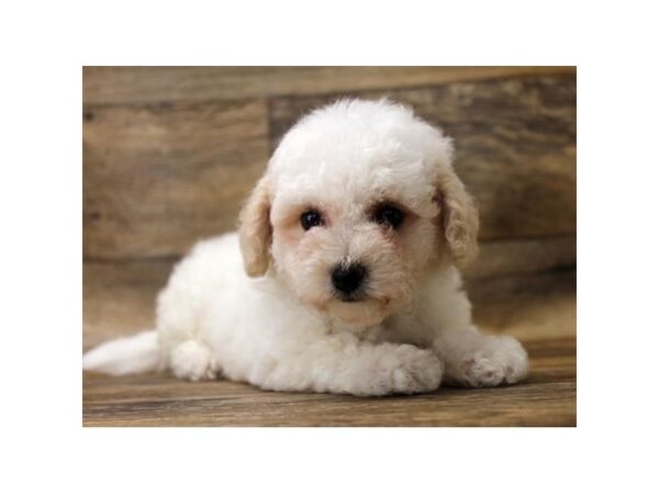 Bichon Frise DOG Female White 13931 Petland Fairfield, Ohio