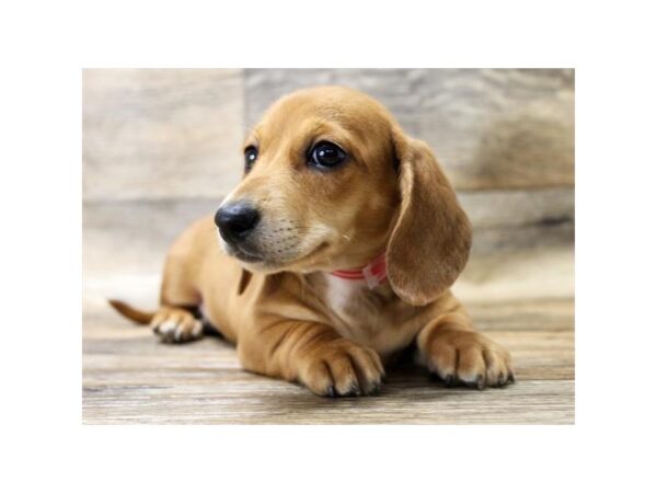 Dachshund DOG Female Red 13935 Petland Fairfield, Ohio