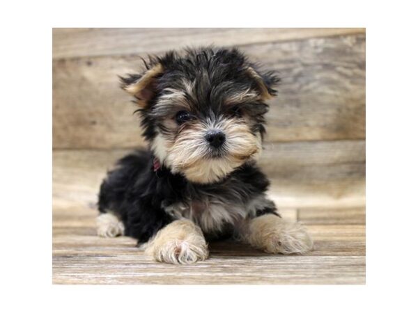 Morkie DOG Male Black / Tan 13930 Petland Fairfield, Ohio