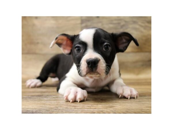 Boston Terrier DOG Male Black / White 13936 Petland Fairfield, Ohio