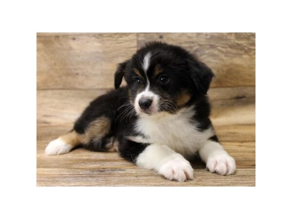 Miniature Australian Shepherd DOG Male Black Tan / White 13929 Petland Fairfield, Ohio