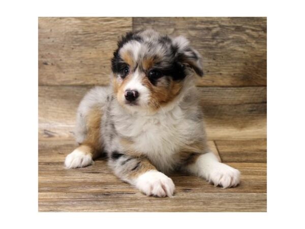 Miniature Australian Shepherd DOG Female Blue Merle 13940 Petland Fairfield, Ohio