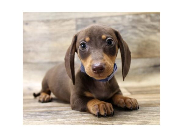 Dachshund DOG Male Chocolate / Tan 13937 Petland Fairfield, Ohio