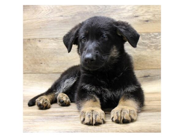 German Shepherd Dog DOG Female Black / Tan 13941 Petland Fairfield, Ohio