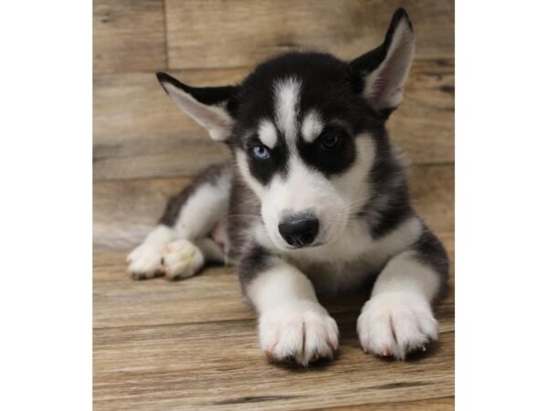 Siberian Husky DOG Male Black / White 13950 Petland Fairfield, Ohio