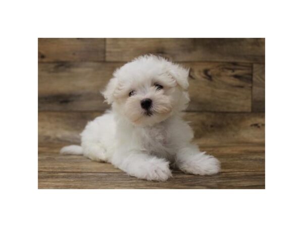 Maltese DOG Female White 13947 Petland Fairfield, Ohio