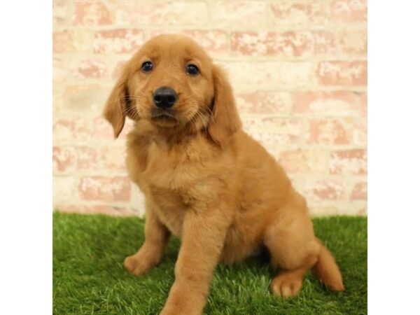 Golden Retriever DOG Female Dark Golden 13955 Petland Fairfield, Ohio