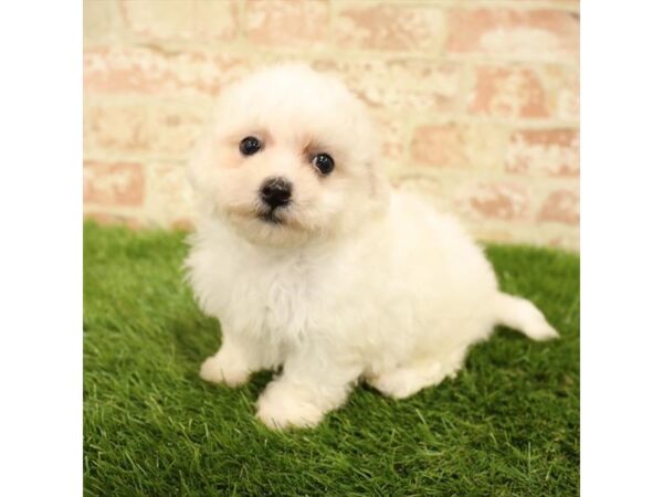 Bichon Frise DOG Female White 13954 Petland Fairfield, Ohio