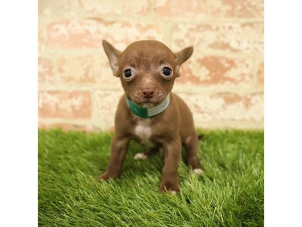 Chihuahua DOG Male Chocolate / Tan 13952 Petland Fairfield, Ohio