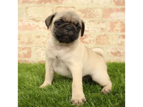 Pug DOG Male Fawn 13951 Petland Fairfield, Ohio