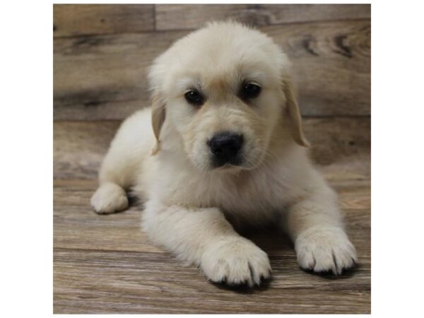 Golden Retriever DOG Male Golden 13959 Petland Fairfield, Ohio