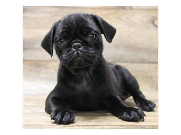 Pug DOG Female Black 13958 Petland Fairfield, Ohio