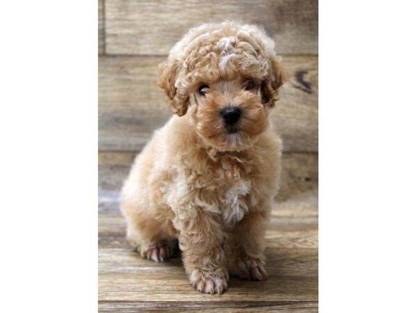 Poodle DOG Male Apricot 13957 Petland Fairfield, Ohio