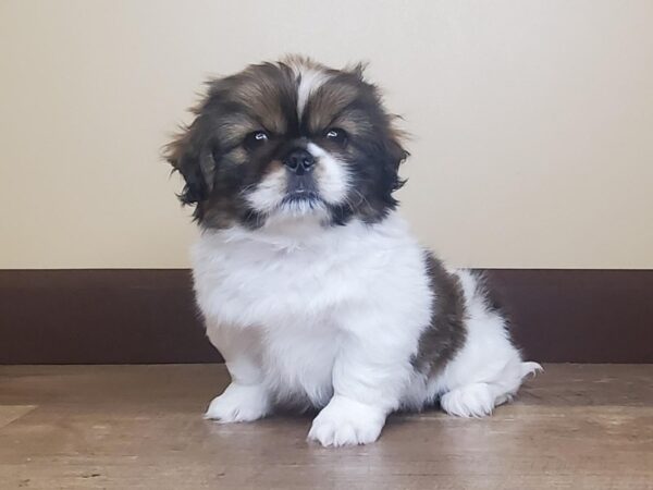 Pekingese DOG Male Brown/White 13956 Petland Fairfield, Ohio