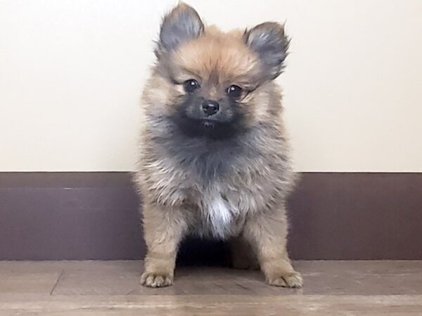 Pomeranian DOG Male BROWN 13955 Petland Fairfield, Ohio