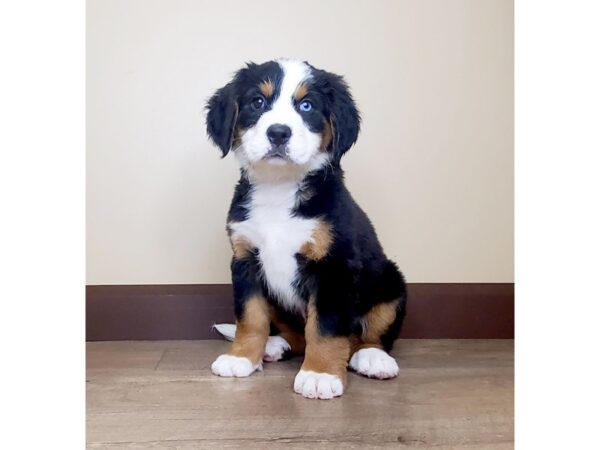 Bernese Mountain Dog DOG Female BLACK/TAN/WHITE 13954 Petland Fairfield, Ohio