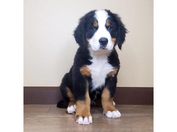 Bernese Mountain Dog DOG Male BLACK/TAN/WHITE 13953 Petland Fairfield, Ohio