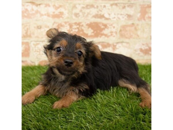 Yorkshire Terrier DOG Male Black / Tan 13964 Petland Fairfield, Ohio